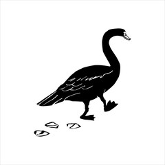 black swan on the lake