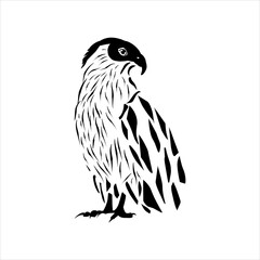 eagle isolated on white background