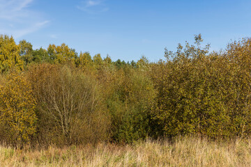 Autumn season in the park, the foliage