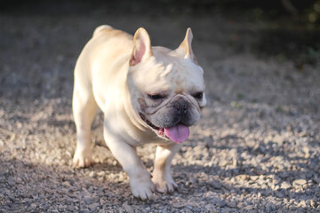 Fototapeta premium Single french bulldog walking in the morning with sunshine, pet home outdoor background