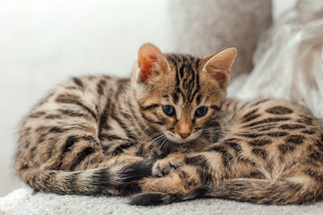 Cute bengal kitten laying on a soft cat's shelf of a cat's house.