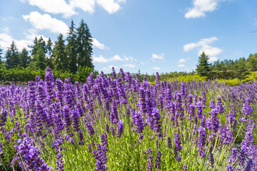 field of lavender