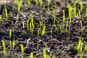 Green grass covered with water drops in the autumn season