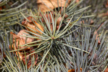 Naklejka na ściany i meble close up of a pine tree in autumn
