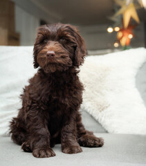 Cute labradoodle puppy sitting on sofa and looking at camera. Portrait of fluffy brown chocolate puppy dog a bit shy and insecure. Just adopted 12 weeks old female labradoodle puppy. Selective focus.
