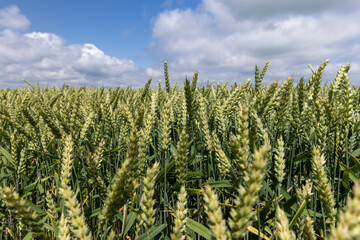 A field with green unripe cereal wheat