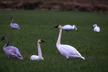 2022-12-05 SEVERAAL SNOW GEESE RESTING IN A LUSH GREEN FIELD IN SKAGIT VALLEY WASHINGTON-