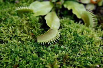 식충식물입니다