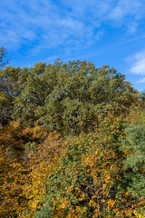 A forest with different trees in the autumn season