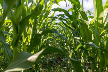Green corn in a field in the sunny summer season