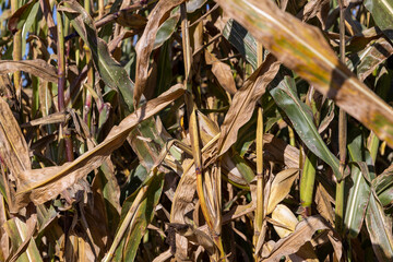 Ripe corn in the field in the summer