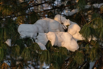 A cap of snow on the branches of the Siberian cedar. Western Siberia. Russia