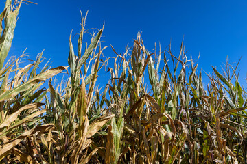Ripe corn in the field in the summer