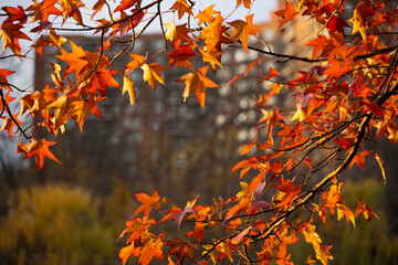 A view of red autumn maple leaves by a apartment building