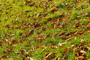 Chestnut foliage in the autumn season