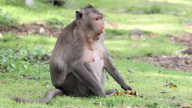 Macaque monkey sitting on a grass, Thailand