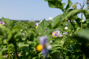 Green potato bushes in the field