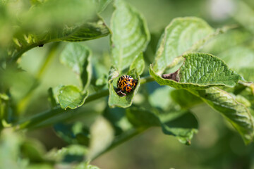 Colorado beetles, growing potatoes as a food product