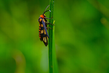 close-up Wasp Moth called Amata huebneri hangs on a green stem grass