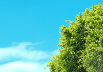 Green Tree against Blue Sky Background