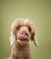 funny dog on a green background. Happy red little poodle in studio 