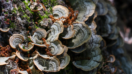 mushrooms on a tree