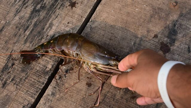 Giant freshwater shrimp in table