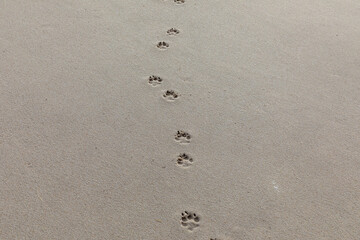 footprint of a dog at the sandy beach