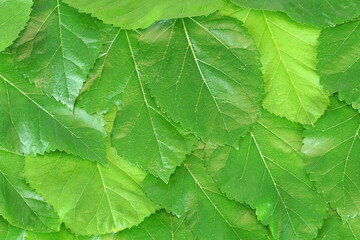fresh green mulberry leaves as nature background