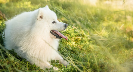 white happy fluffy japanese spitz on natural background, outdoors. High quality photo