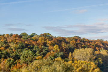 Mixed forest in the autumn season with different deciduous trees