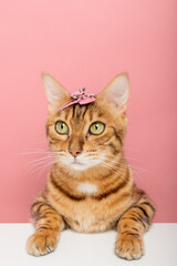 Beautiful Bengal cat with a hairpin on her head on the background.