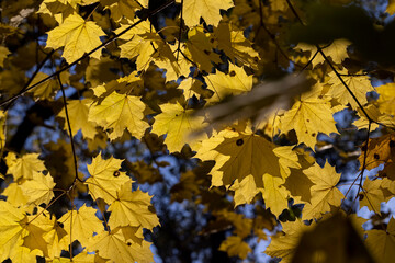 Fototapeta premium Autumn colorful foliage of maples during leaf fall
