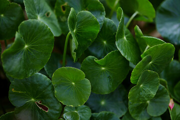 Close-up of Green water pennywort leaf