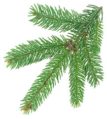 Naklejka premium Christmas tree branch isolated on a white background. Fir tree branch.