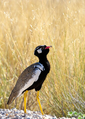 Northern Black Korhaan ( Afrotis afraoides) Kgalagadi Transfrontier Park, South Africa