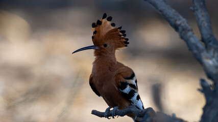 Hoopoe (Upupa africana) Kgalagadi Transfrontier Park, South Africa