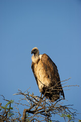 White-backed Vulture (Gyps africanus) Kgalagadi Transfrontier Park, South Africa