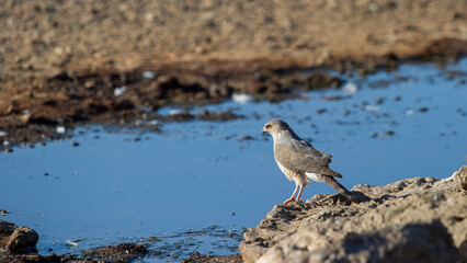  Gabar Goshawk ( Melierax gabar) Kgalagadi Transfrontier Park, South Africa
