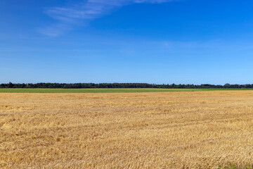 An agricultural field where wheat is grown