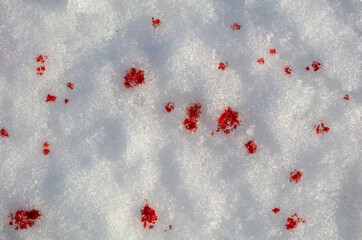 Red blood on white snow