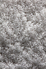 White snowflakes in winter as a background.