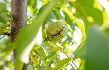 Ripe walnut on the branches of a tree.