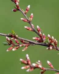 Closed flowers in buds on a cherry tree in spring.