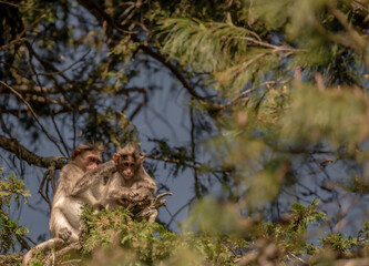 mom and baby monkey on a train 