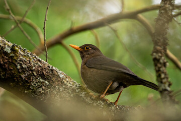 The Indian blackbird (Turdus simillimus) is a member of the thrush family Turdidae. It was formerly considered a subspecies of the common blackbird. It is found only in India and Sri Lanka.