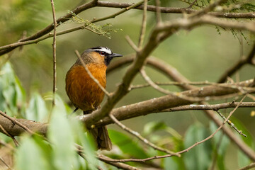 Nilgiri Laughingthrush is only found in Nilgiris India