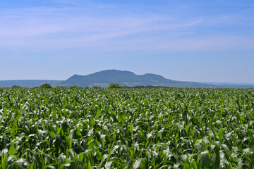 Agricultural landscape with corn field in the  South Moravian Region, Czech Republic