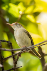 tailor bird on a tree branch 