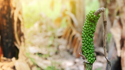 Amorphophallus fruit or seed plant in forest. Amorphophallus flowers that smell bad are usually found in gardens and forests